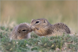 <p>SYSEL OBECNÝ (Spermophilus citellus) /European ground squirrel - Europäischer Ziesel/</p>